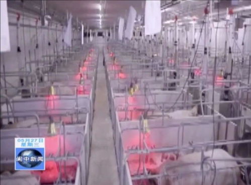 年出欄80萬頭生豬養(yǎng)殖、屠宰及豬肉制品精深加工產(chǎn)業(yè)項目落地我市，助力煤炭及制品銷售升級