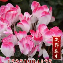 禮品工藝品地被類花卉價格與批發采購完全指南